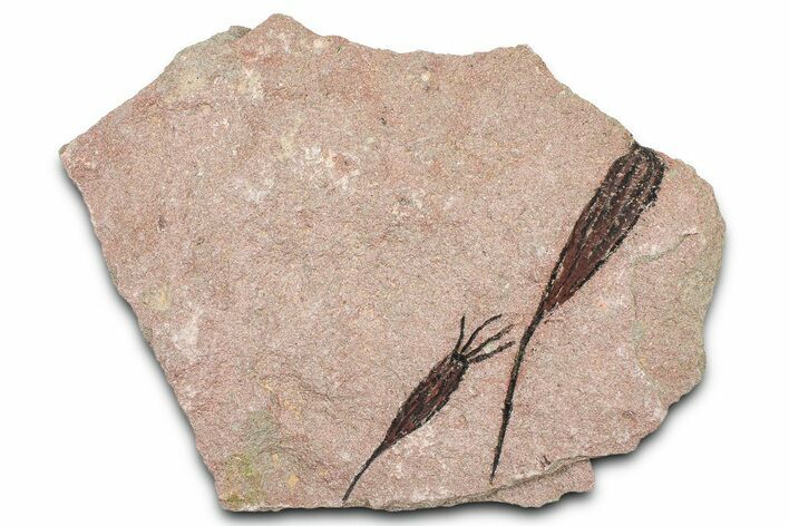 Eocrinoid (Ascocystites) Mortality Plate - Ordovician #376492